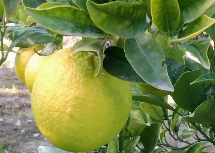 La Granadilla