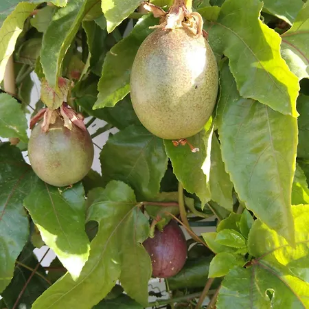 La Granadilla Alojamento de Acomodação e Pequeno-almoço